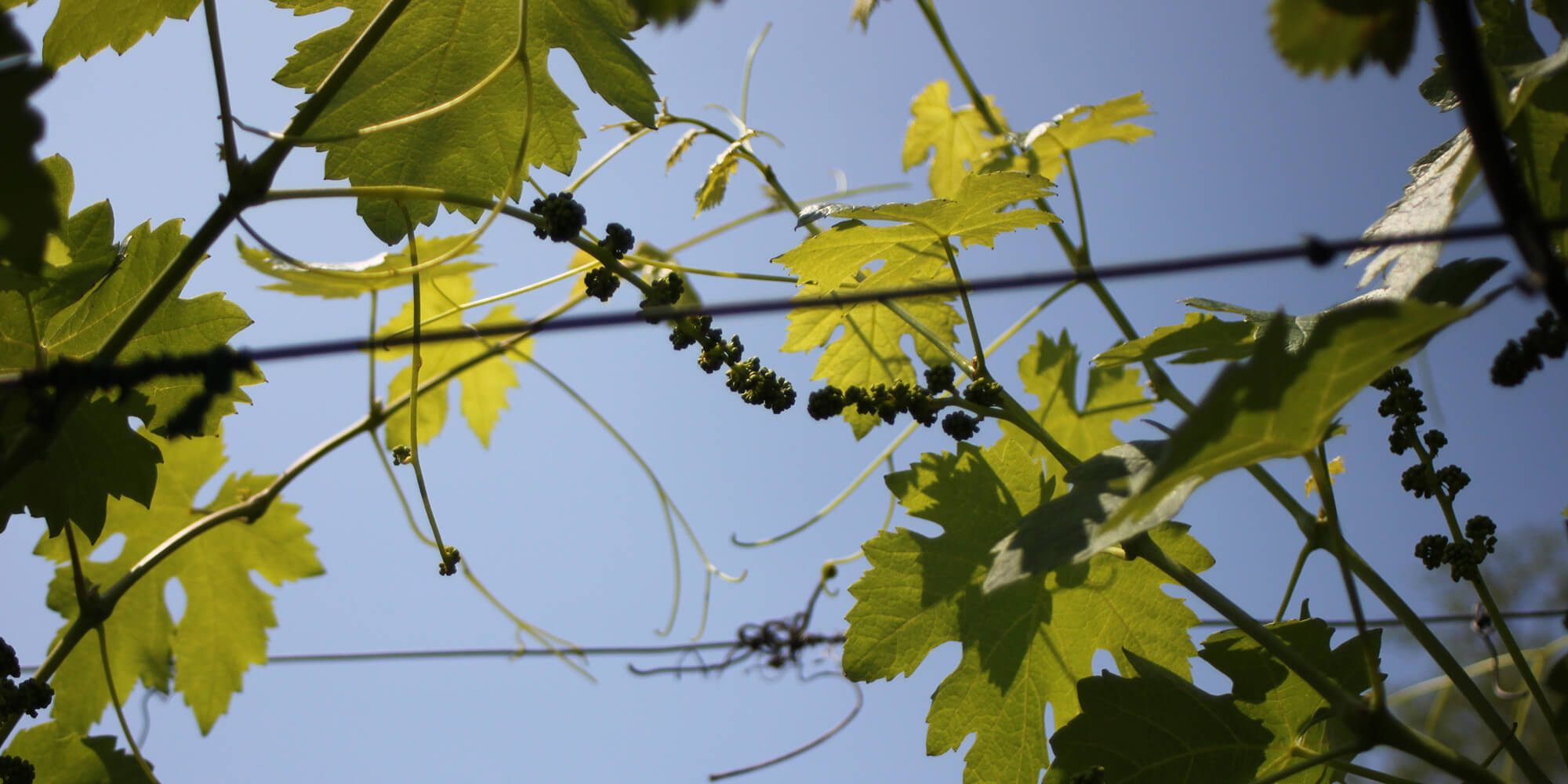 AZIENDA AGRICOLA LE TENDE DI FORTUNA E LUCILLINI S. SEM. — foto 5